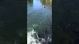 Coho Salmon fishing update. October 2023 Lewis River WA .
