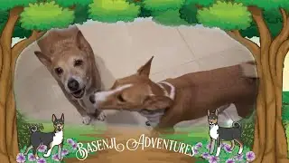 Two Singing Basenjis