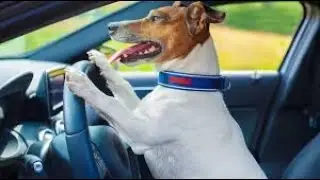 Rodent control : pet safe, no poison