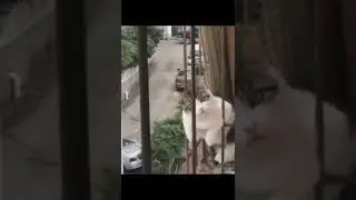 Best Cute Cat Funny Video | Cute Cats Video Online | Funny animals reaction | Kiki Funny
