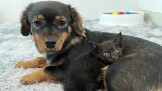 This little sheepdog absolutely adores the kittens; they often snuggle up together to sleep.