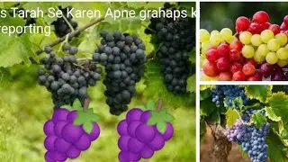 Angur ki reporting#viralvideos#rooftopterrace #rooftopterracegarden#youtubevideos #gardeningideas 🙏🏻