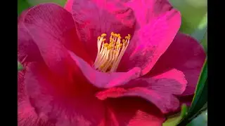 2 Minute Meditation - Red Camellia Flower