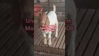 बोर मेल सेल के लिए// Boer male for sale