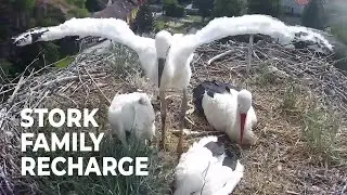 Dreamy Moments and Nest Reconstruction with Our Stork Family