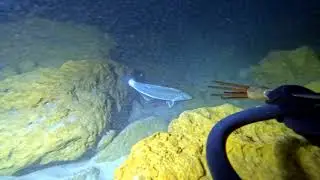 Short: Night spearfishing for yellowfin whiting