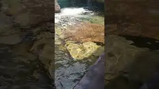 Huge leopard whipray at SeaWorld Orlando pt 3