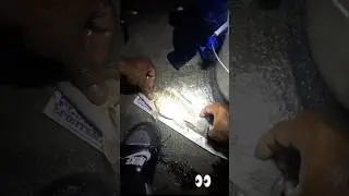ТАК БЛИЗКО! 😤 Этот мангровый окунь оказался на 2,5 см короче нужного размера, пришлось отпустить ...