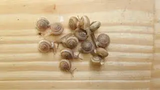 Daedalochila uvulifera (Shuttleworth, 1852) Peninsula Liptooth Snails