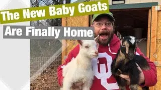 We Bought Baby Goats from the Living Traditions Homestead!!