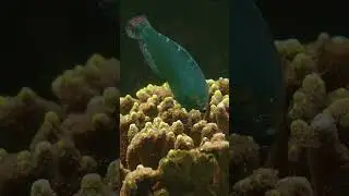 Wrasse at Work &ndash; Coral Snack Time