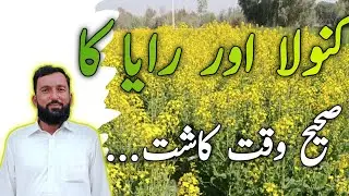 canola ka waqt e kasht||raya ka waqt e kasht||when canola season start