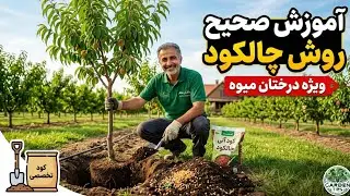 روش صحیح کود دهی درختان میوه در باغات به صورت چاله کنی