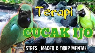 TERAPI Cucak Ijo Stres , Macet Bunyi drop mental || Ampuh untuk menacing emosi