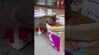 Дегустатор Вкусняшка за 10 секунд #юмор #funny #shorts