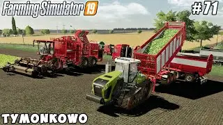 Ending chopping poplar, harvesting cabbage | Tymonkowo Farm | Farming simulator 19 | Timelapse #71