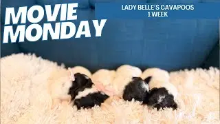 Lady Belle's Cavapoo Puppies 1 week