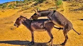 Donkey Meeting Video In Jungle #anime #success #viralvideo #support @AnimalHT2721 @donkey13 @hdeel 
