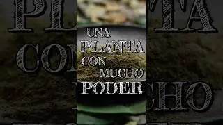 Mambe, Medicina Ancestral | Hablemos sobre esta Planta Sagrada