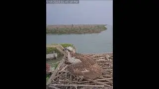 Captiva Osprey🐠Edie Brings Partial Fish Then Leaves. Was That For Her Or Ding?🐠2024.07.14
