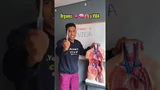 NO PODR&Iacute;AS VIVIR SIN &Oacute;RGANOS 🫁🧠🫀#shorts | DR. RAWDY
