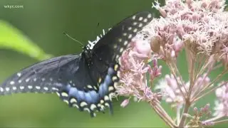 Heavy rains causing poisonous weeds to spread in Northeast Ohio