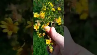 Dittrichia viscosa, Inula vischiosa, Asteraceae #botanica #pianteofficinali #piantespontanee