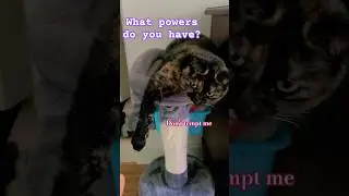 My cat is a witch! 🧙&zwj;♀️🪄 #hocus-pocus #magiccats #cats #funny #viralvideo #shorts