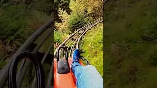 Alpine Coaster in a Forest with Stunning Atmosphere - Sternrodler #shorts