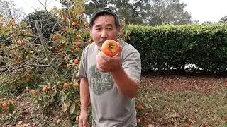 Persimmon Harvest 2020