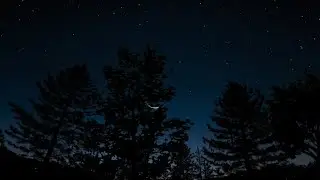 Crickets & Forest Night Ambience | ASMR Sounds for Sleeping, Studying & Relaxing
