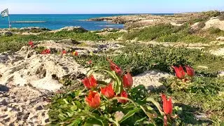 צבעונים ביער חגית גבעת הפריחה מעגן מיכאל שמורת טבע חוף הבונים Tulip Michael Bonim Hagit Mar1/2024