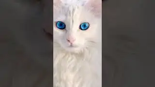 Blue eyes cats .#travel #viralvideo #viralanimals #viralcatshorts
