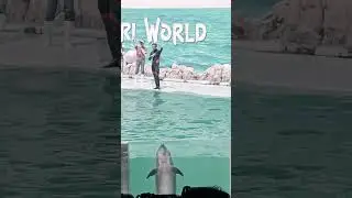 #dolphins play in safari world -Bangkok.#happy all dolphin.