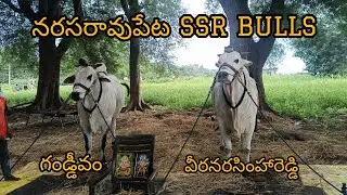 SSR BULLS🔥గాండీవం🤝వీర నరసింహ రెడ్డి🔥 నరసరావుపేట పందానికి రావడం జరిగింది#ongolebulls #viralvideo 