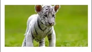 🐯 10 Fun Facts About Tigers for Kids! 🐾 @SparkofGeniusKids #tigers #babyanimals #funfacts #animals