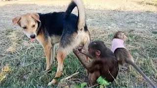Funny Monkey and Dog Interactions You Must See #monkeylove #monkeychallenge #monkeyvideo #monkeysr