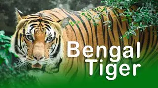 Royal Bengal Tiger in the Wild  The True King of the Jungle