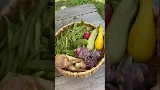 HARVEST WITH ME | July 1, 2025 | Connecticut #Garden #Zone6b