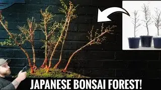 How To Make a Bonsai Forest 🌳