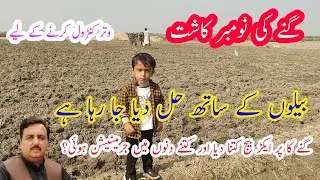 How We Work with Oxen || Plowing With Oxen || Oxen || گنے کی بجائی بیلوں کے ساتھ ہل چلایا جا رہا ہے