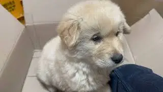 Baby Dog Puppies Cute #dog #videos #youtube