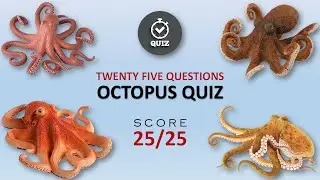 Octopus Quiz 🐙 | General Knowledge | Trivia | Animal Quiz