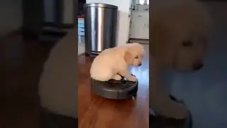 😂Cute pappy funny moment😁#short please check description(2)