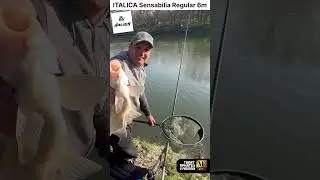 ITALICA Sensabilia Regular 6m #mftackle #fishing #italica