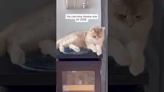 Your first important decision in 2026 #cat #catvideos #catlovers