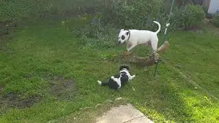 Staffy Boxer cross v Jack Russell