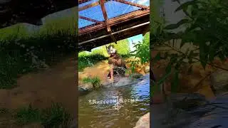 big splash!
