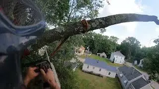 Large stress fracture in Norway maple lead 2