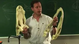 Why Animals Attack